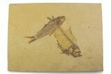 Plate With Two Fossil Fish (Diplomystus & Knightia) - Wyoming #373868-1